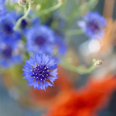 Дом отдыха Kursiu Kopa *