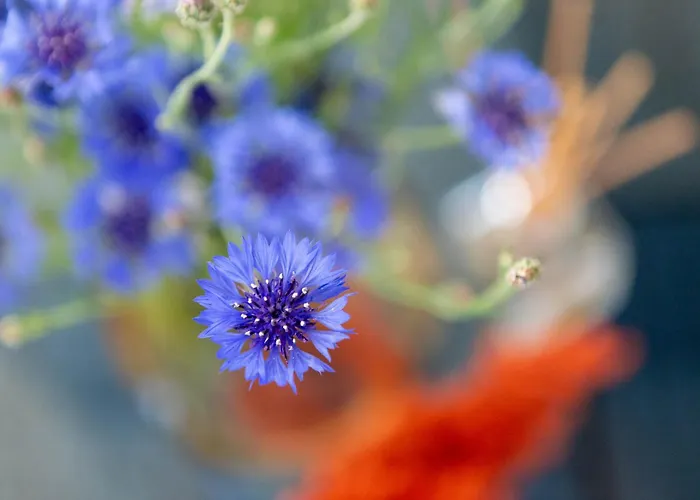 Casa vacanze Kursiu Kopa *